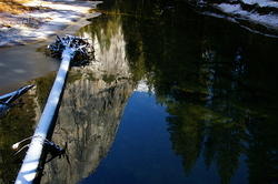 Snow covered fallen tree with El Capitan reflected in Merced river